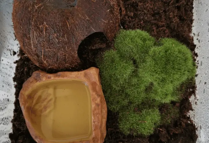 Príprava akvária s kokosovou skořápkou a mechem pro rohatku vodní.