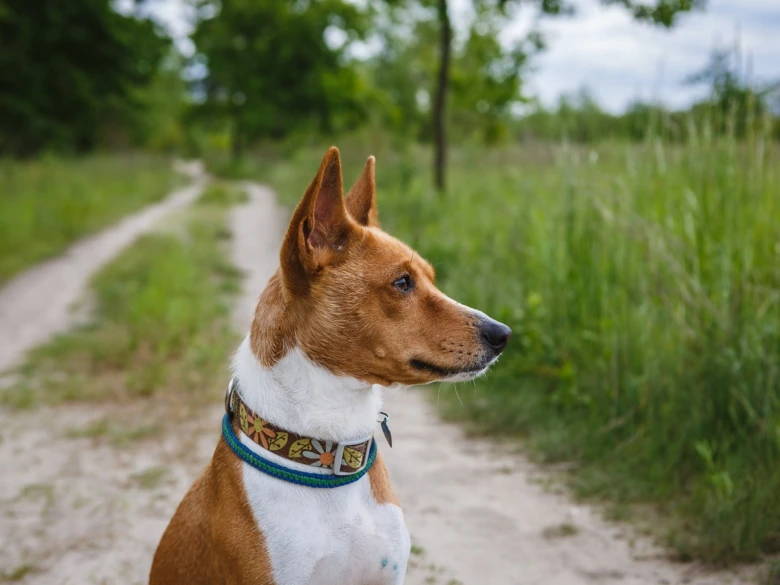 Basenji pes sedí na cestě v přírodě s výrazným pohledem.