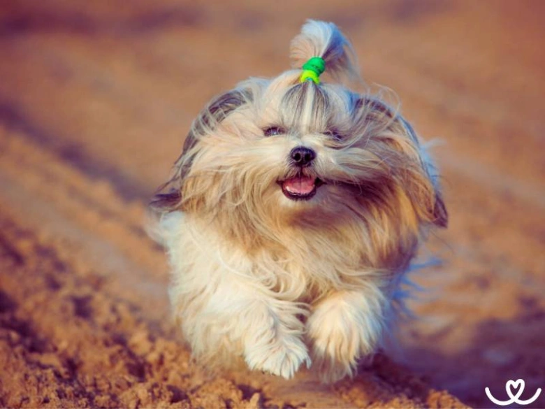 Šťastný shih-tzu běží po písku s jazykem venku.