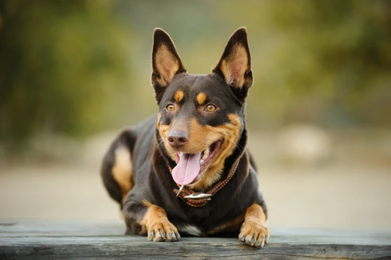 Australská kelpie leží na dřevěném povrchu venku.