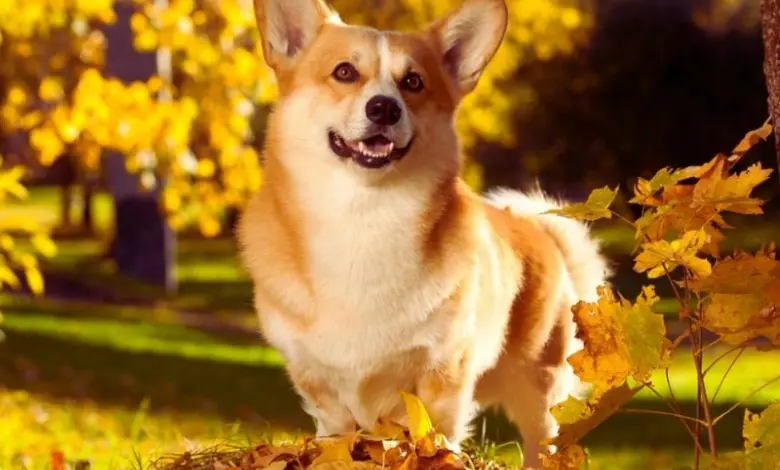 Corgi pes stojí na žlutých podzimních listech v parku.
