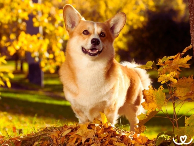Corgi pes stojí na žlutých podzimních listech v parku.