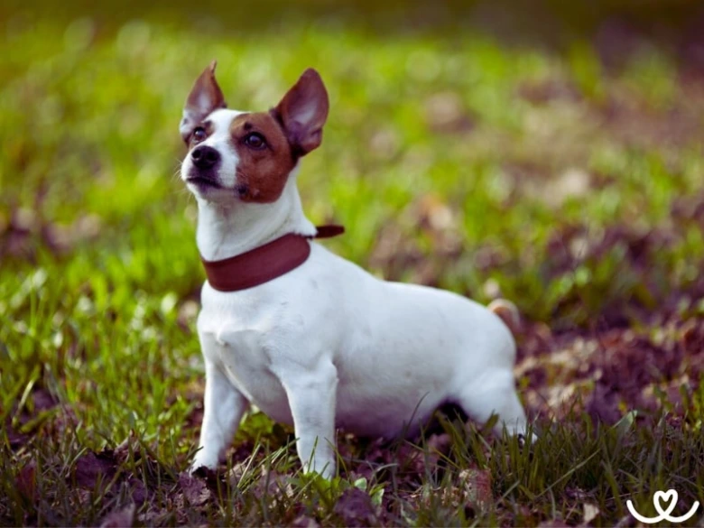 Jack Russell teriér stojí na trávě a dívá se nahoru.
