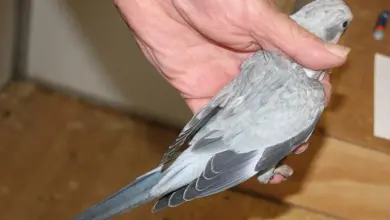 Ruka drží šedého papouška mnišího s viditelnými peřími.