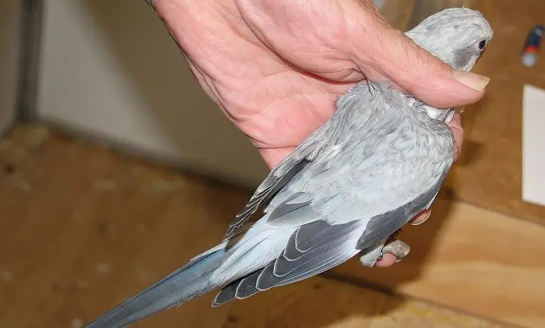 Ruka drží šedého papouška mnišího s viditelnými peřími.