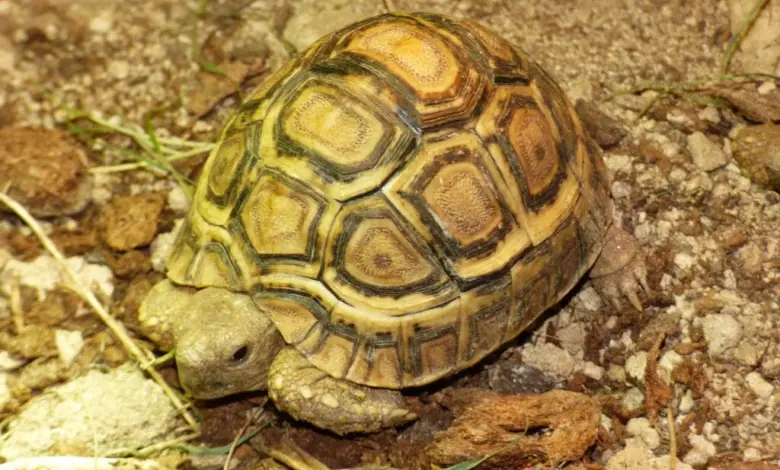 Afrikanští želva pardálí na zemi v přírodě.