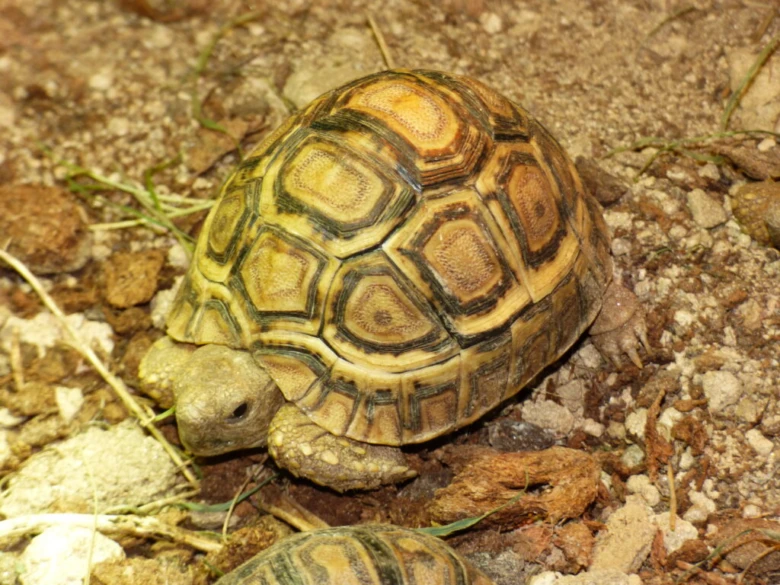 Afrikanští želva pardálí na zemi v přírodě.