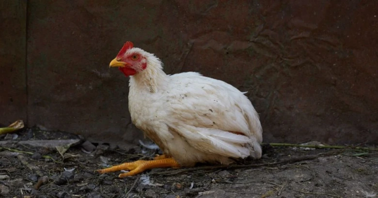 Bílá slepice s červenou hřívou stojí na zemi.