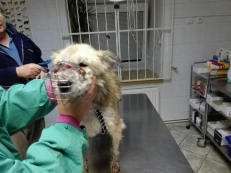 Pes s maskou na veterinárním stole pro ošetření pršiviny