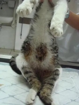 Kočka s nafouklým břichem při veterinárním vyšetření.