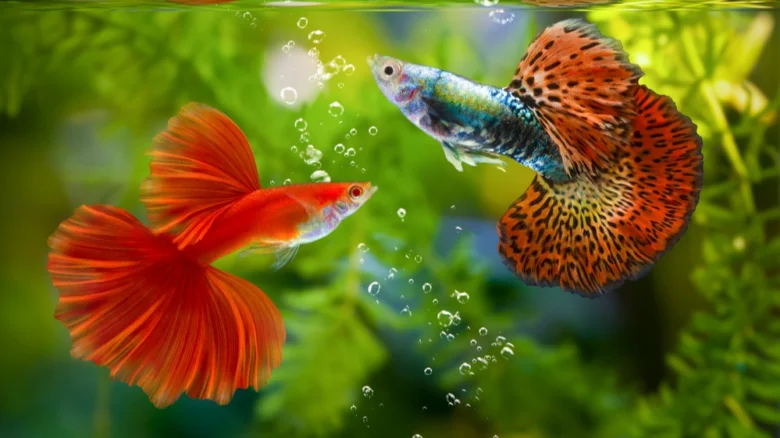 Dvě barevné rybičky guppy plavou v akváriu s bublinkami.