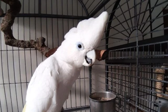 White cockatoo in cage