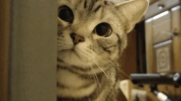 Zvědavá kočka se podívá přes dveře do místnosti.