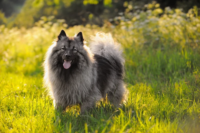 Povaha vlčího špica: kees hond stojí na trávníku.