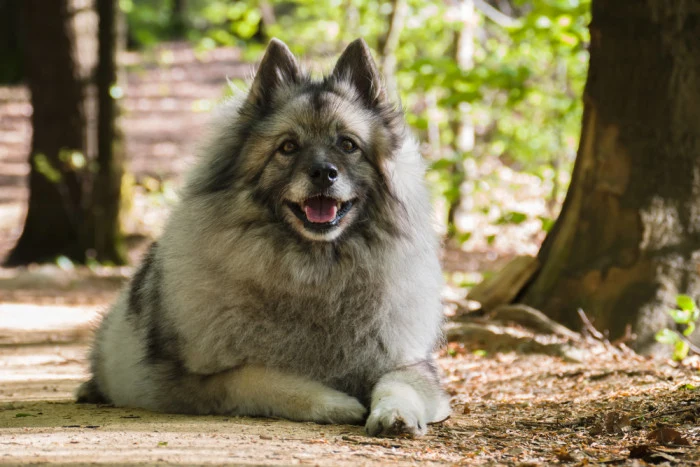 Povaha vlčího špica: kees hond sedí v lese.