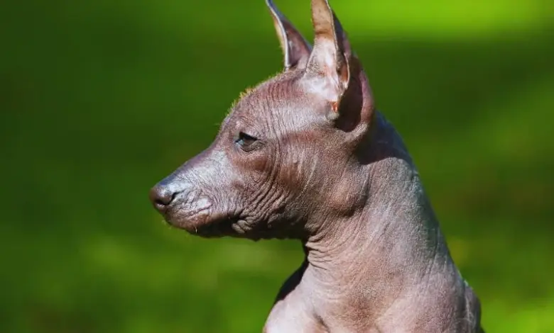 Profil holého psa plemene xoloitzcuintli na zeleném pozadí.