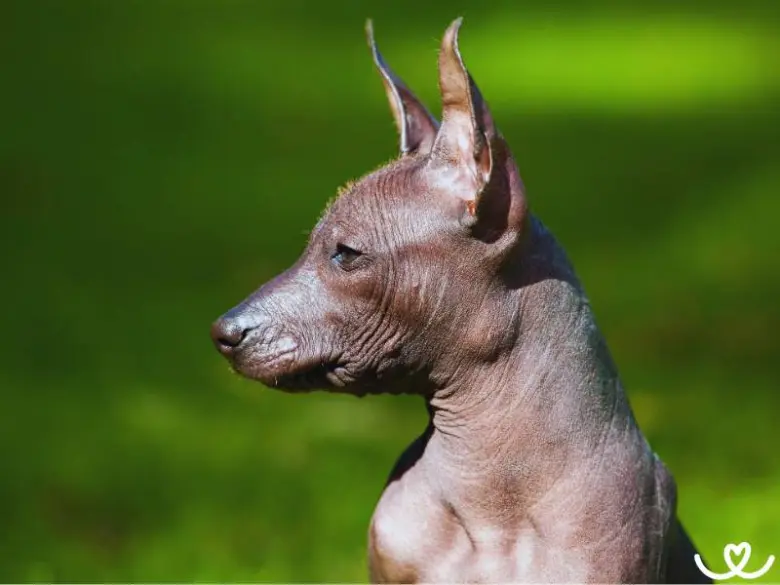 Profil holého psa vhodného pro alergiky s zeleným pozadím.