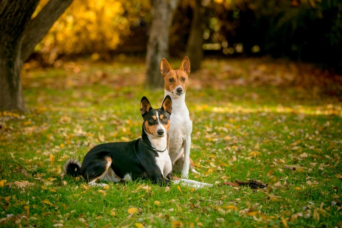 Dva psi basenji sedící na trávě v podzimním parku.
