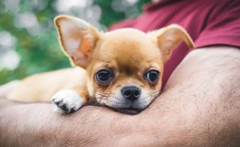 Malý štěně chihuahua odpočívá na lidském rameni.