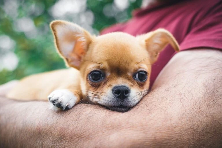 Malý štěně chihuahua odpočívá na lidském rameni.
