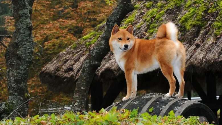 Japonský pes šiba stojí na barelu v podzimním lese.