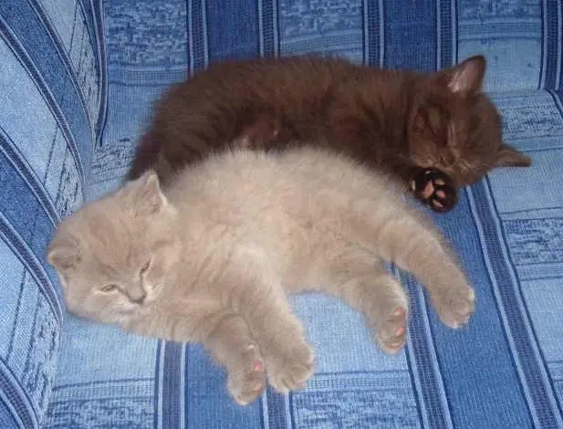 Dva spící koťata na modrém gauči.