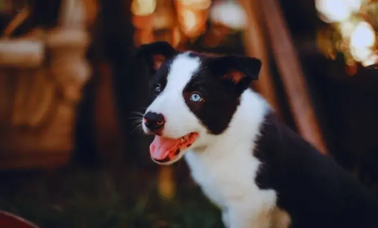 Šťastný krátkosrstý边境科利犬 štěně sedící venku.