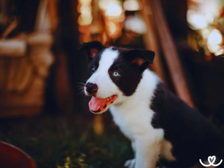 Šťastný krátkosrstý边境科利犬 štěně sedící venku.