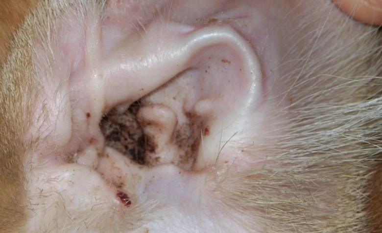 Zvětšený pohled na ucho kočky infikovaného svrabem.