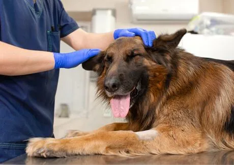 Veterinář vyšetřuje německého ovčáka na veterinárním stole.