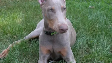Doberman dog lying on grass