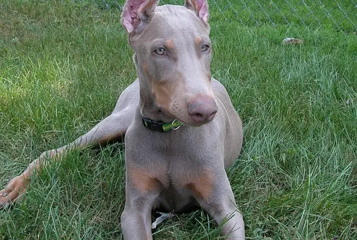 Doberman dog lying on grass