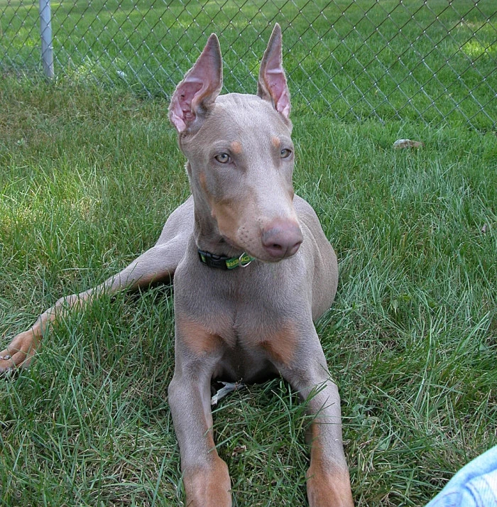 Doberman dog lying on grass