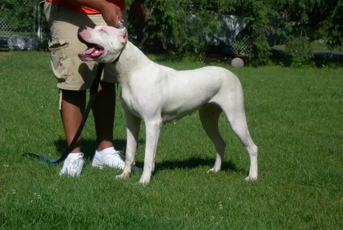 Bílý americký pitbull teriér stojí na trávníku vedle člověka.