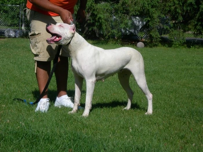 Bílý americký pitbull teriér stojí na trávníku vedle člověka.