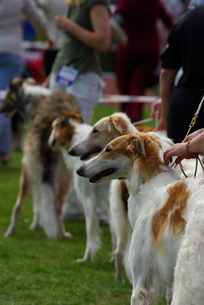 Dogs at dog show