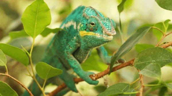 Zelený chameleon sedící na větvi mezi listy.