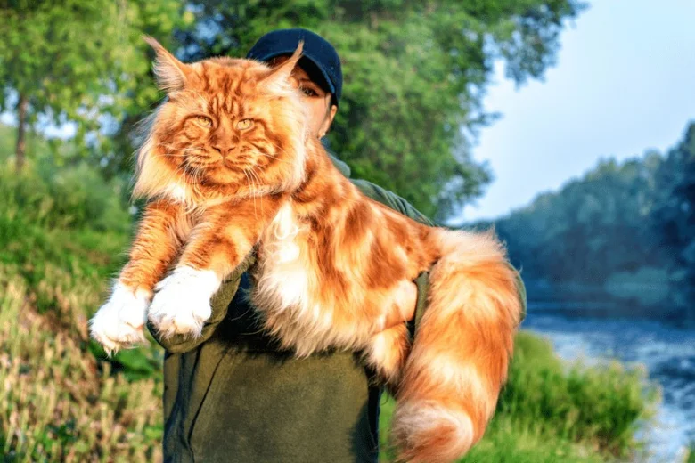 Velká oranžová kočka je držena v náručí venku.