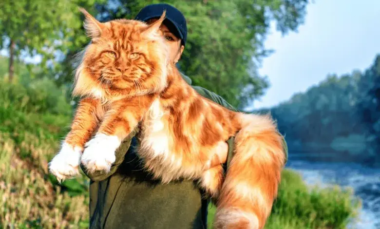 Velká oranžová kočka s dlouhým srstí držená v rukou člověka venku.