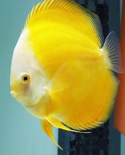 Žlutá ryba Discus v akváriu, nenáročná sladkovodní rybka.