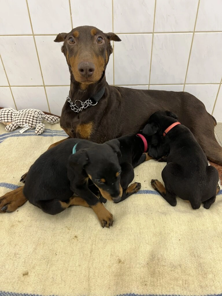 Dobermans s štěňaty v interiéru, ne parvovirus.