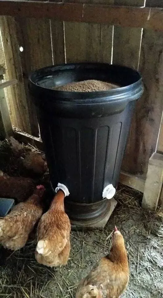 Slepice se krmí z domácího krmítka vyrobeného ze staré plastové nádoby.