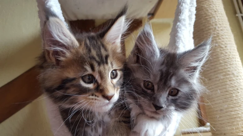 Dvě koťata rasy Maine Coon sedící vedle sebe.