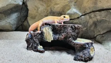 Pestrý gekon Madagaskarský sedí na úkrytu v akváriu.