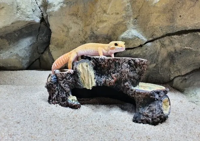 Pestrý gekon Madagaskarský sedí na úkrytu v akváriu.