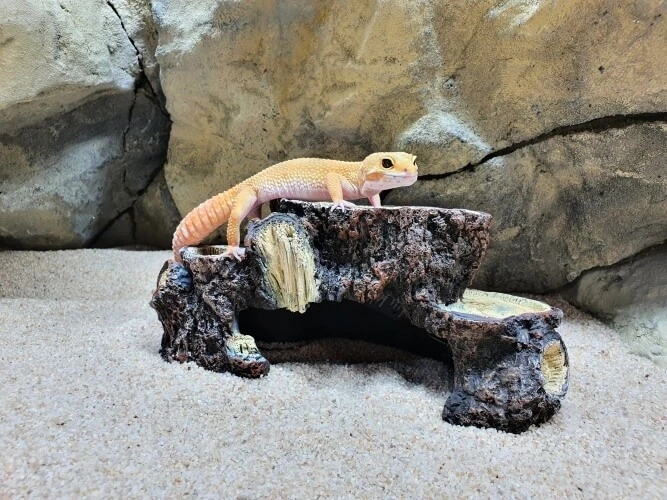 Pestrý gekon Madagaskarský sedí na úkrytu v akváriu.