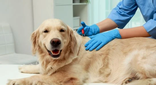 Veterinář podává očkování psu na veterinárním vyšetření.