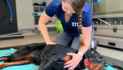 Veterinářka prohmatává břicho psa v ordinaci.
