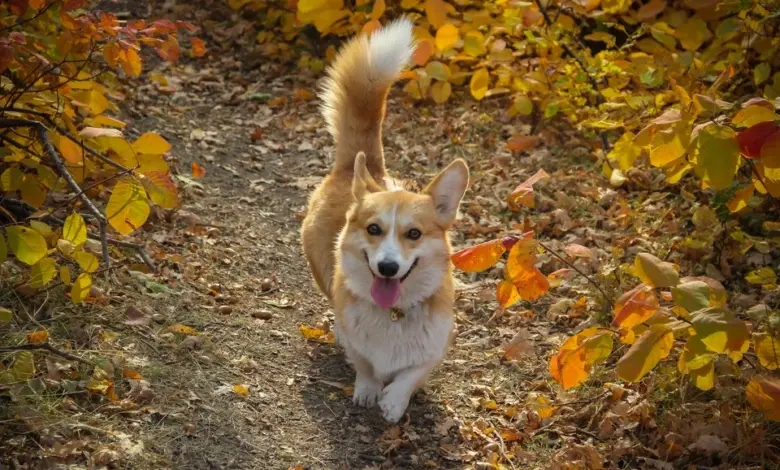 Šťastný corgi chodí po lesní cestě mezi podzimními listy.