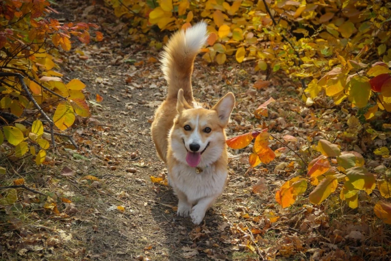 Šťastný corgi chodí po lesní cestě mezi podzimními listy.